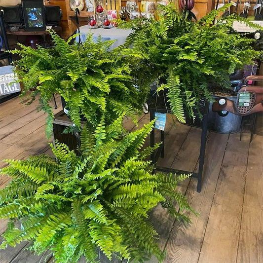 Last Day 75% OFF--UV Resistant Lifelike Artificial Boston Fern